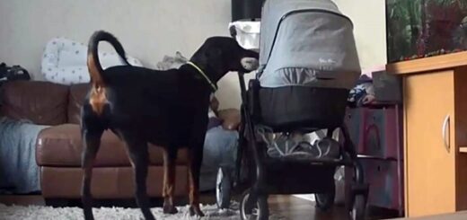 Baby Wakes Up Crying priceless dog's reaction