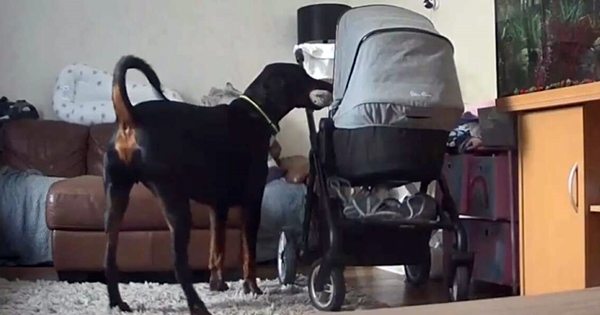 Baby Wakes Up Crying priceless dog's reaction