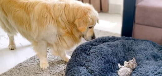 Golden Retriever kitten bed