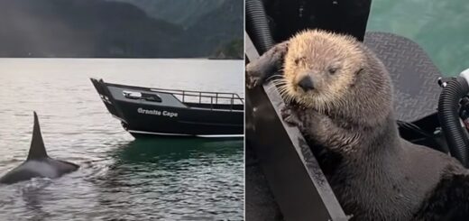 Otter Jumps Onto Boat Escaping Orca