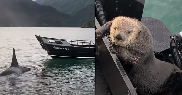 Otter Jumps Onto Boat Escaping Orca