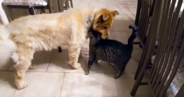 blind dog reunion cat
