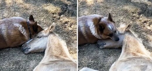 dog comforts Orphaned Foal