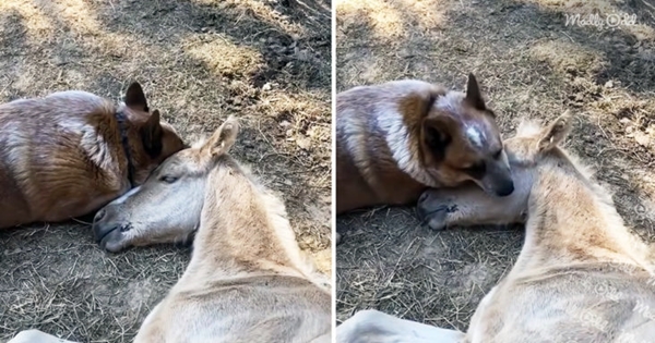 dog comforts Orphaned Foal