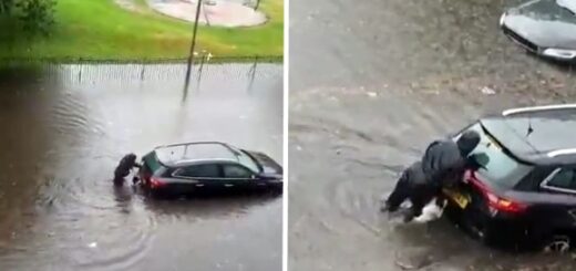 dog helps owner push car out of flood water