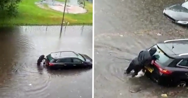 dog helps owner push car out of flood water
