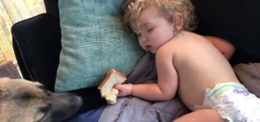 dog stole sandwich from baby