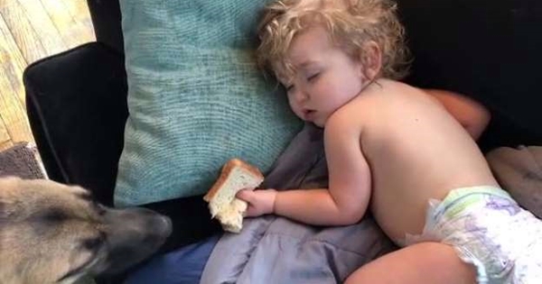 dog stole sandwich from baby