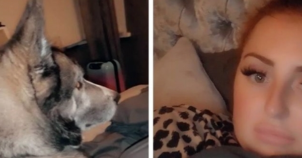 woman wakes up with stranger dog on her bed