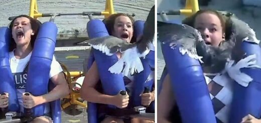 young girl smacked by Seagull