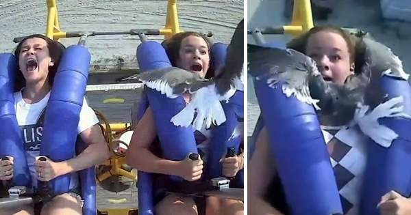 young girl smacked by Seagull