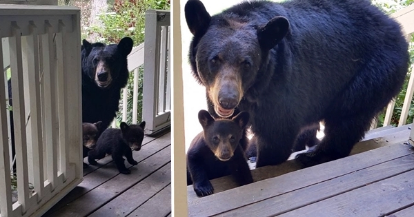 Mama bear introduces her cubs