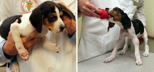 Puppy With Upward-Facing Paws