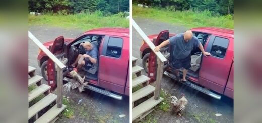 aggressive rooster won't let scared man out of his car