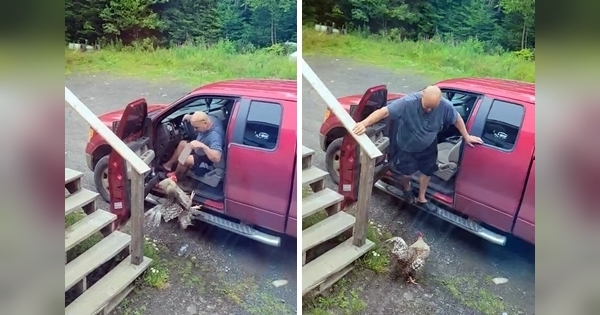 aggressive rooster won't let scared man out of his car