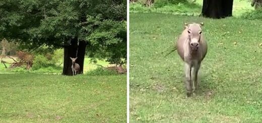 donkey joy reunion owner