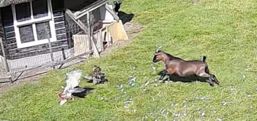 goat rescues chicken from hawk