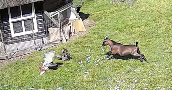 goat rescues chicken from hawk