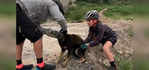 Dog With Head Stuck In Bottle