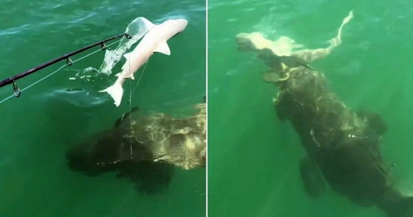 Gigantic Sea Creature Devours Shark
