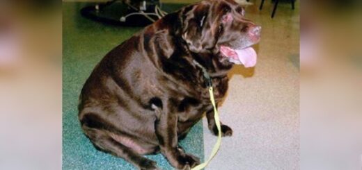 Obese Dog Rescued labrador