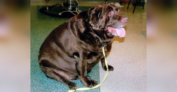 Obese Dog Rescued labrador
