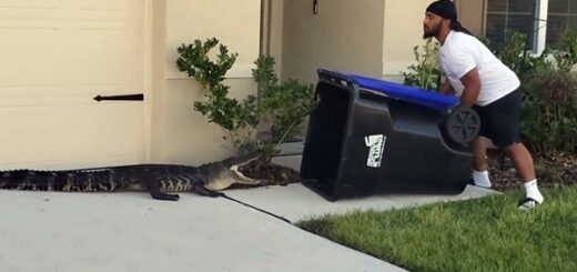 alligator trash bin