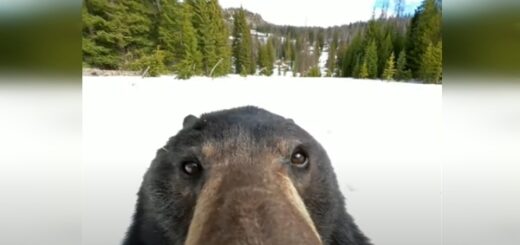 amusing bear play gopro