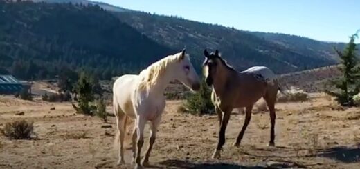 cheval retrouvailles partenaire