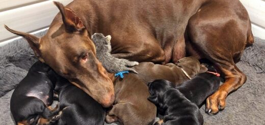 doberman adopt kitten