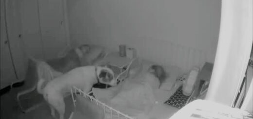 dog Checking On His Kids As They Sleep At Night