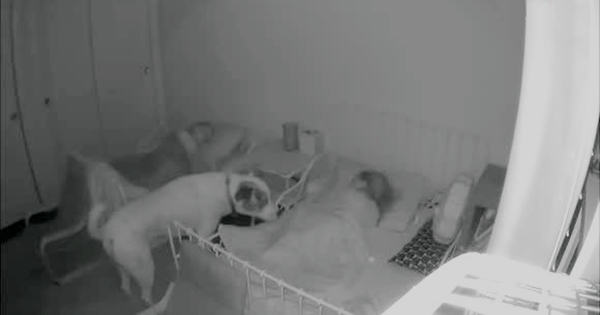 dog Checking On His Kids As They Sleep At Night