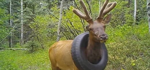 elk tire