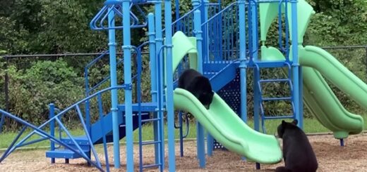 mama bear teaches her cub use slide