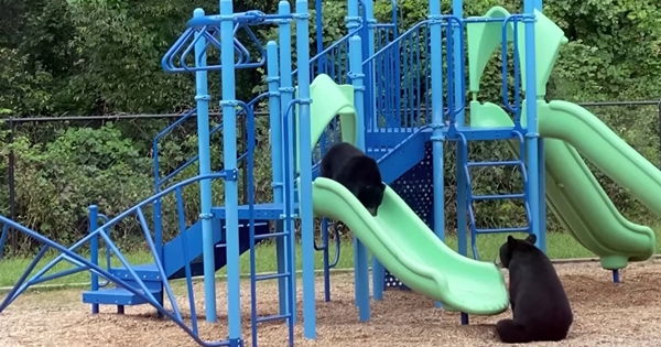 mama bear teaches her cub use slide