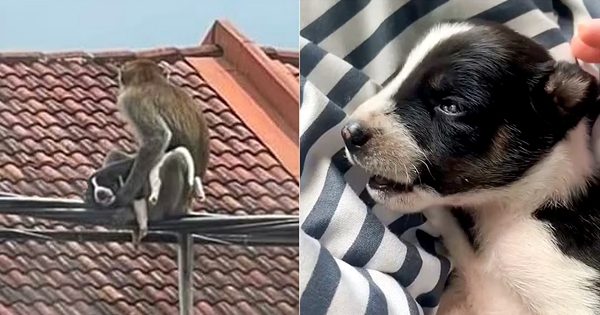 monkey kidnaps puppy