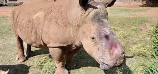 poached rhino rescue