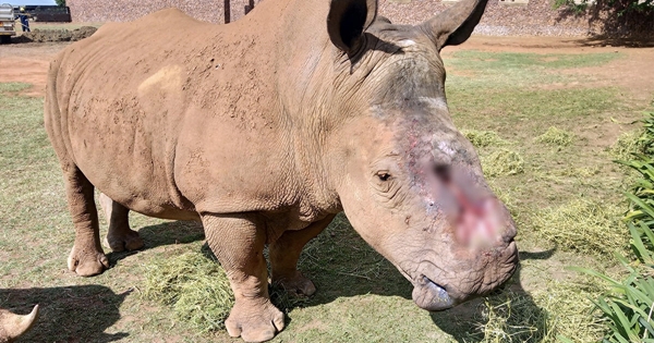 poached rhino rescue