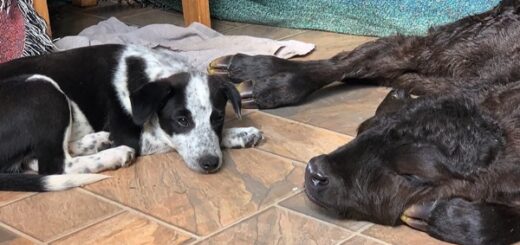 puppy rescues calf