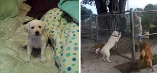 Veteran Reunited With His Dog