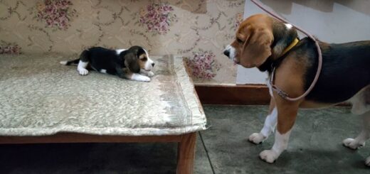 beagle conversation daughter