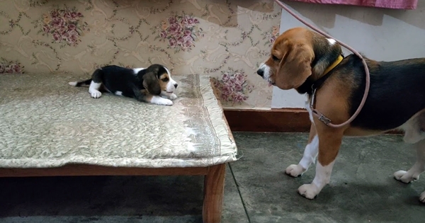 beagle conversation daughter