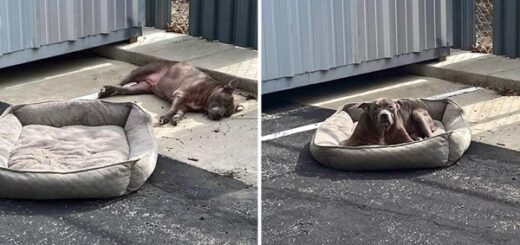 dog dumped street bed