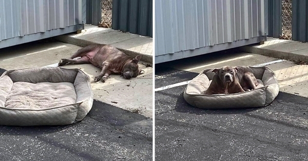 dog dumped street bed