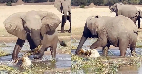 mama elephant attacks crocodile