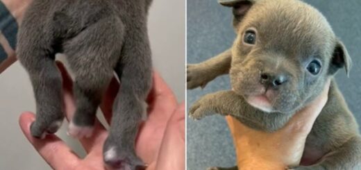 puppy was born 5 legs