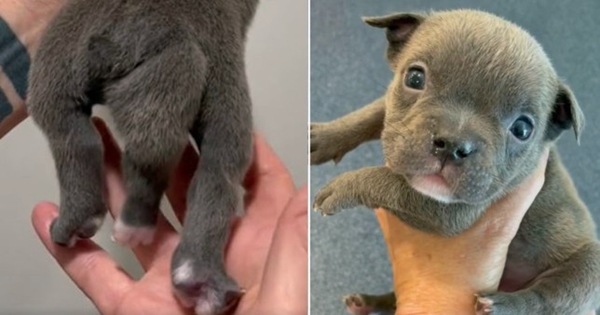 puppy was born 5 legs