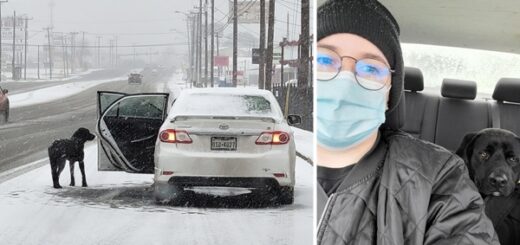 woman rescue dog snow