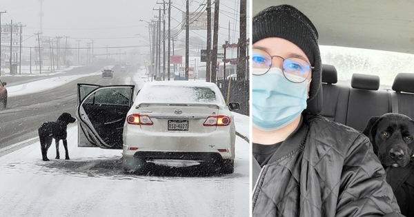 woman rescue dog snow