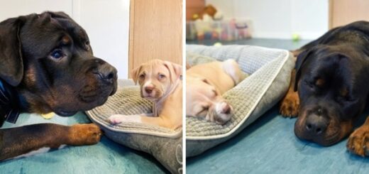 Blind dog adopts puppies